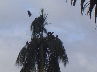 Vulture tree